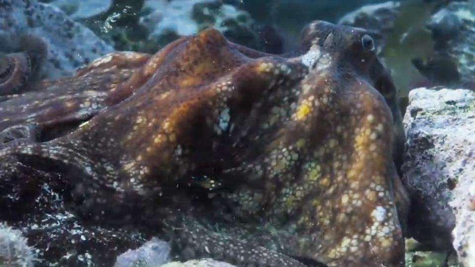 Watch My Octopus Teacher (2020) Full Movie Online Free